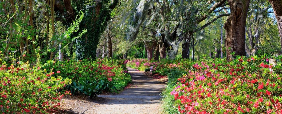 Hampton Park Terrace, SC - Hampton Park | Charleston, SC - Pam Harrington Exclusives